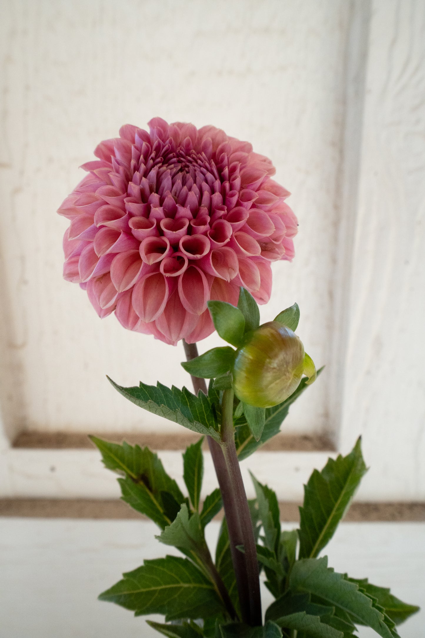 Bracken Rose