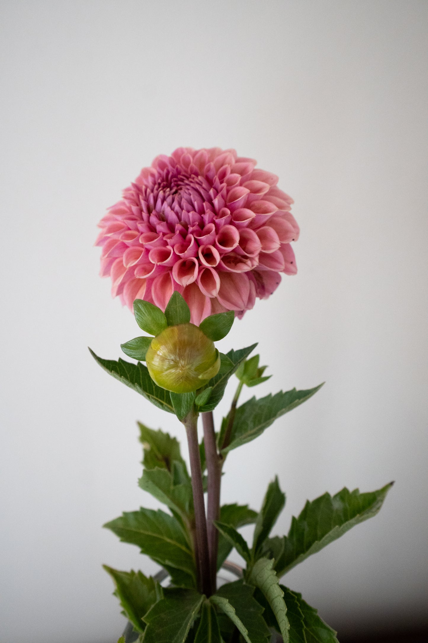 Bracken Rose