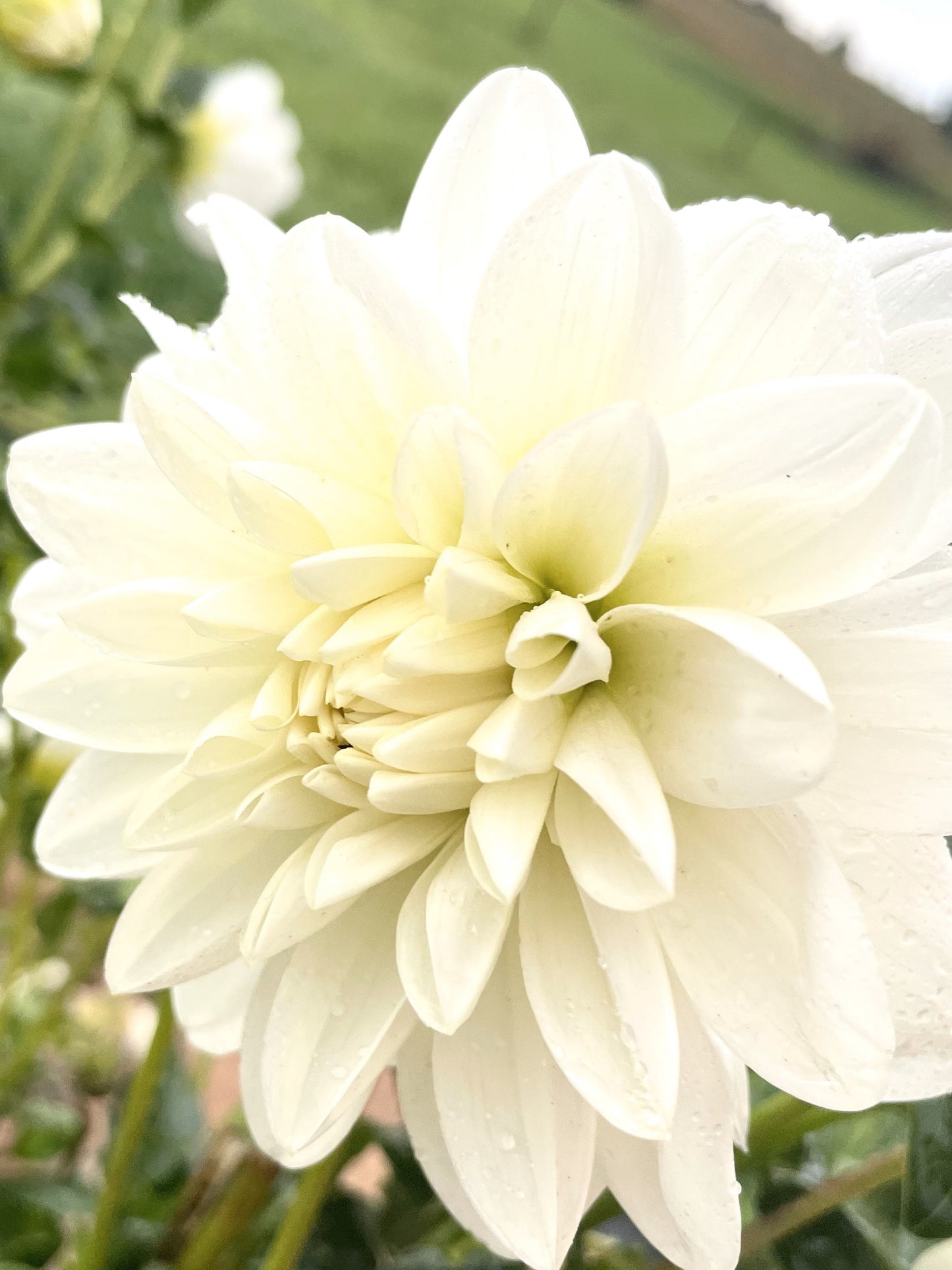 Bridezilla - Bulk - 5 Tubers