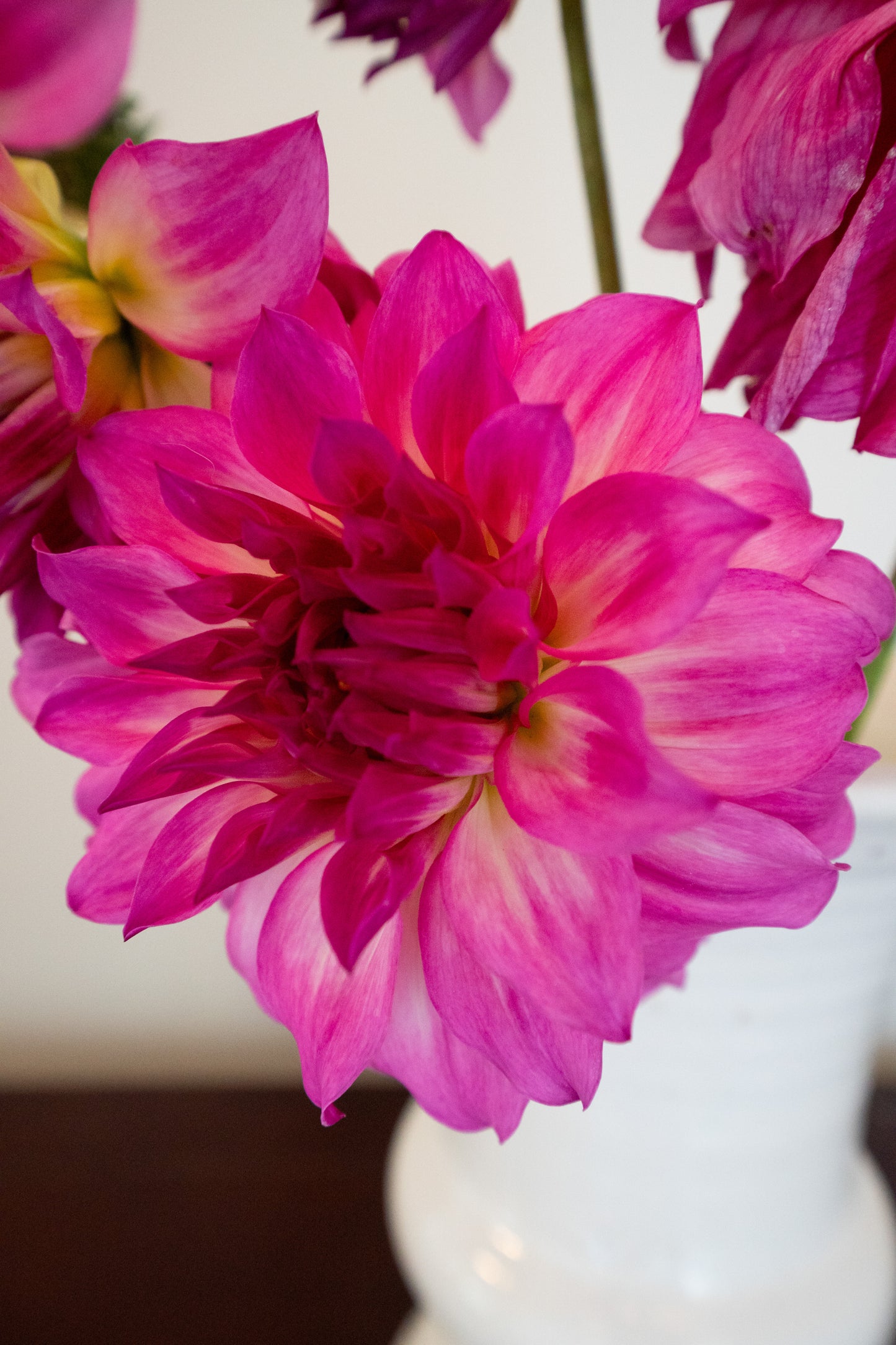 Colorado Classic - Bulk - 5 Tubers