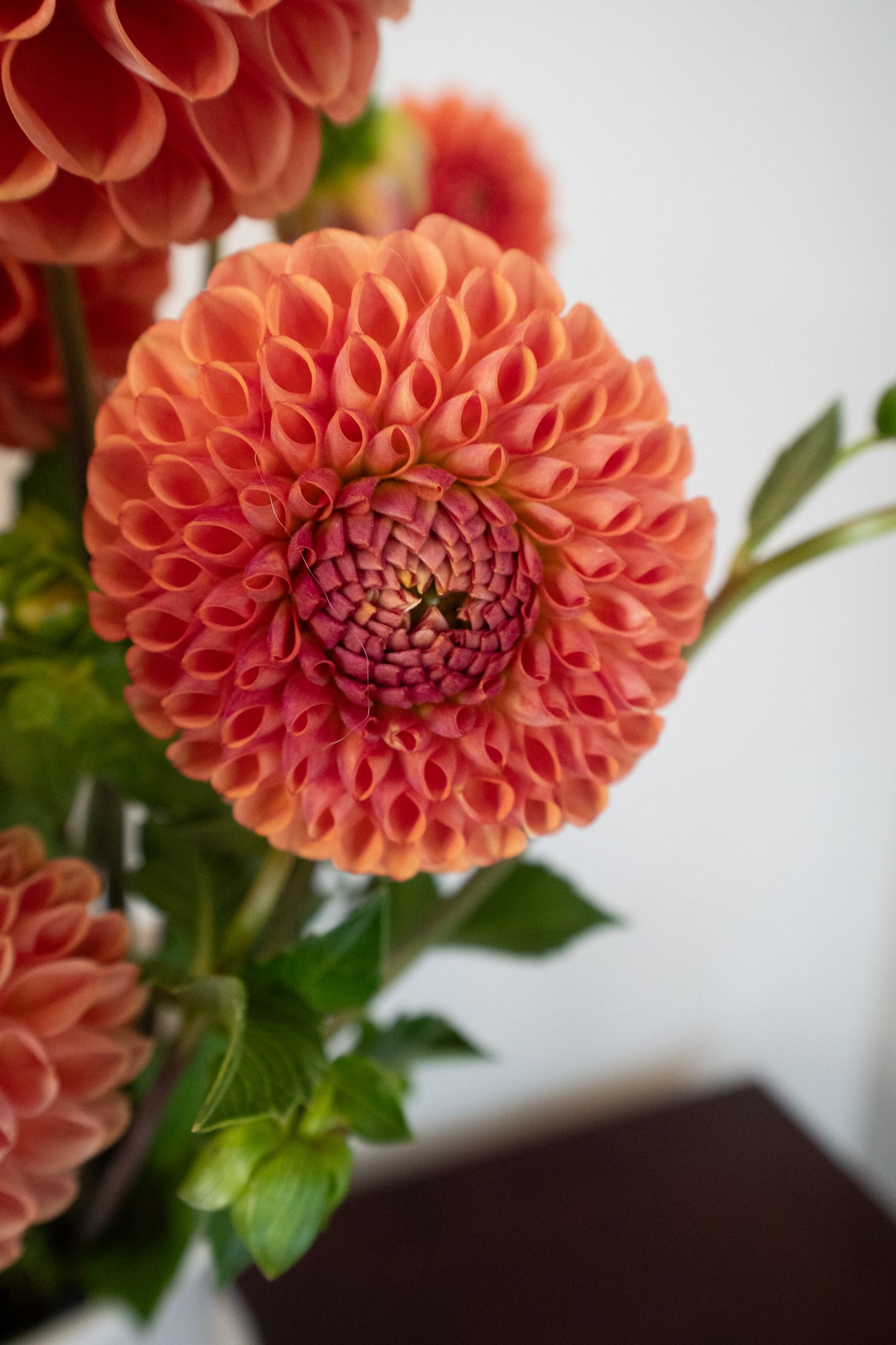 Cornel Bronze - Bulk - 5 Tubers