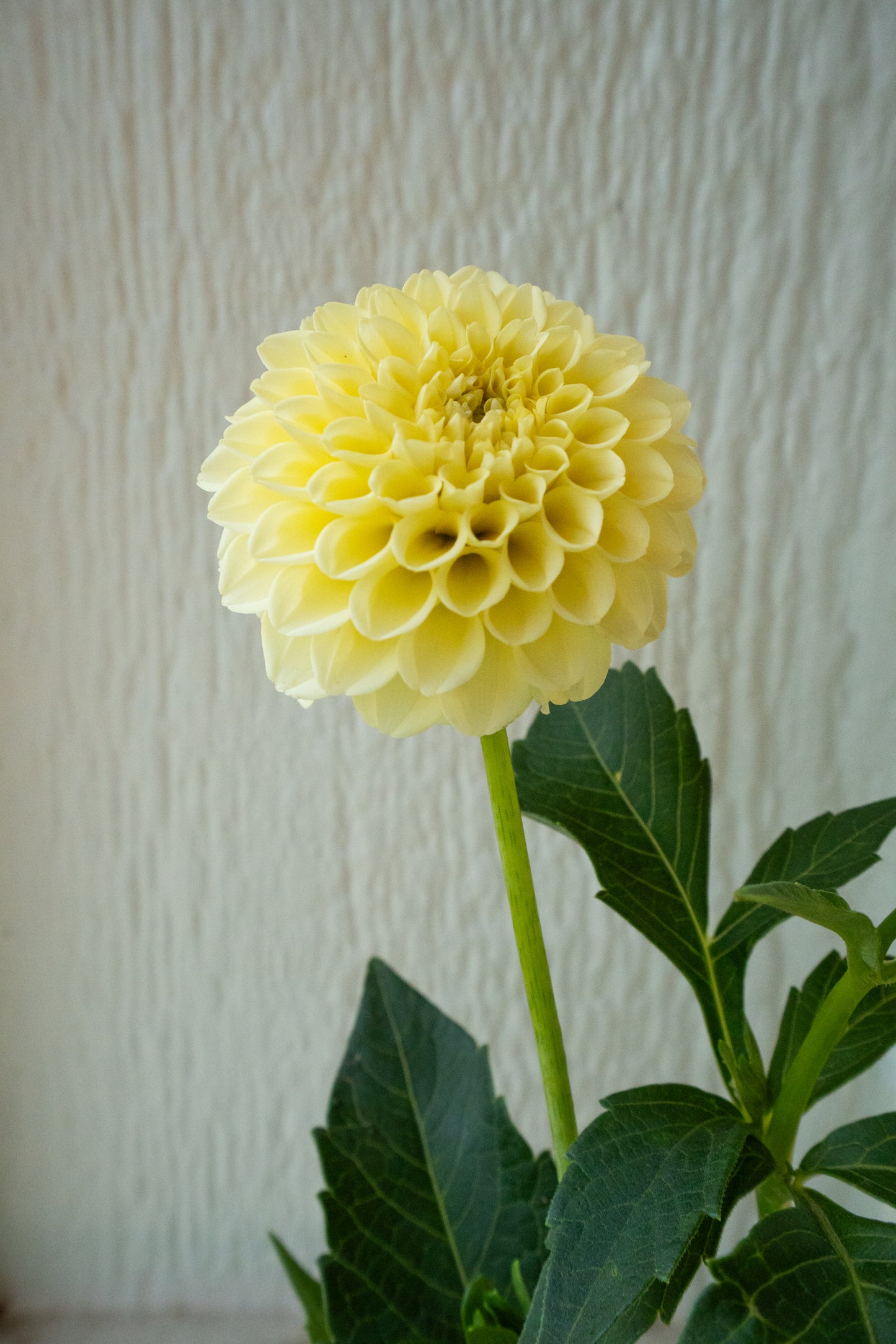 Creamy - Bulk - 5 Tubers