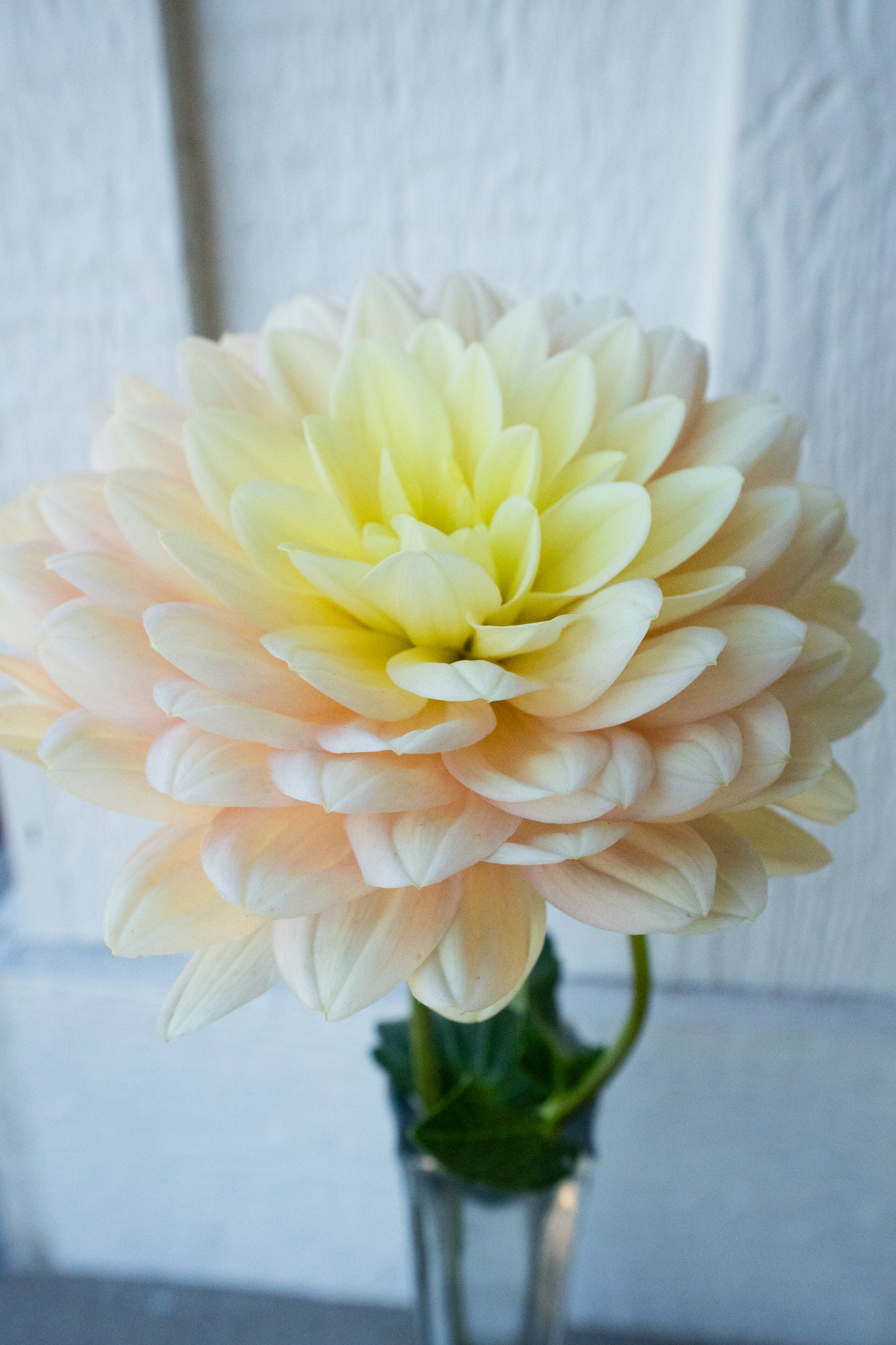 Day Dreamer - Bulk - 5 Tubers