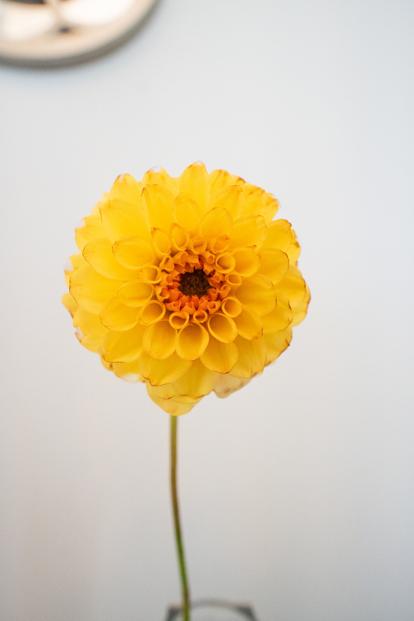 Golden Scepter