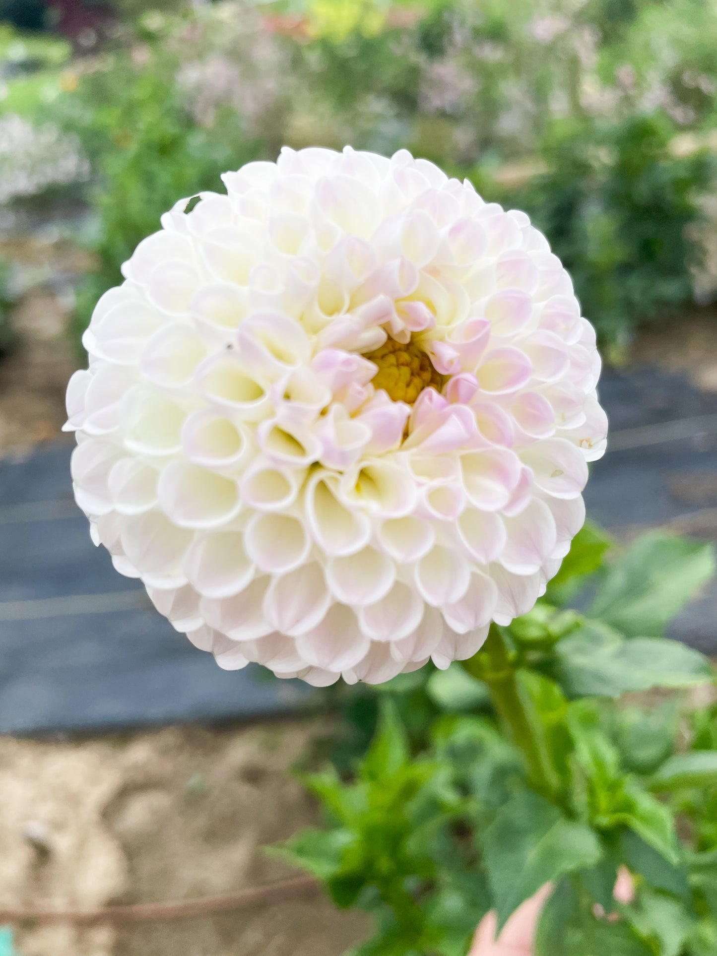 Hollyhill Miss White