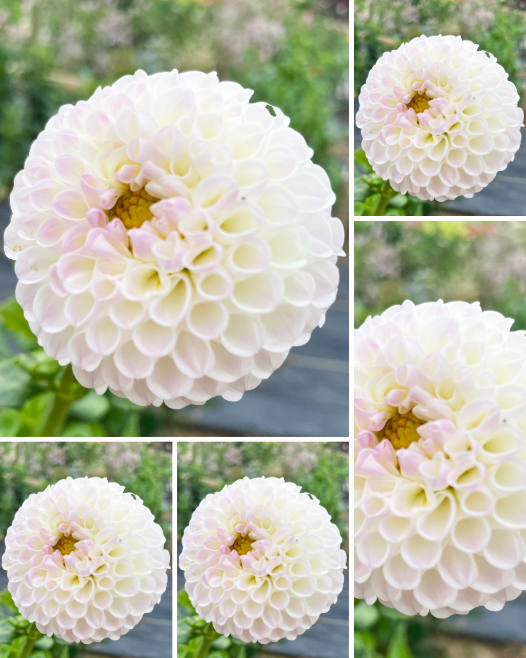 Hollyhill Miss White - Bulk - 5 Tubers