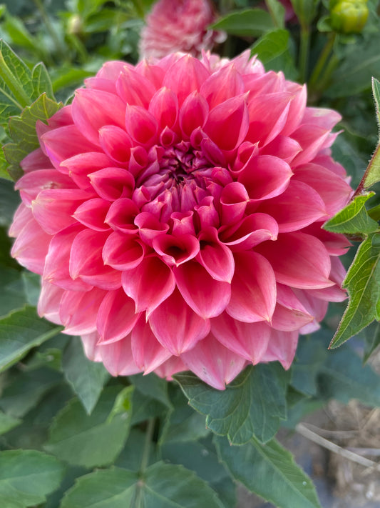 RM Pink Sugar