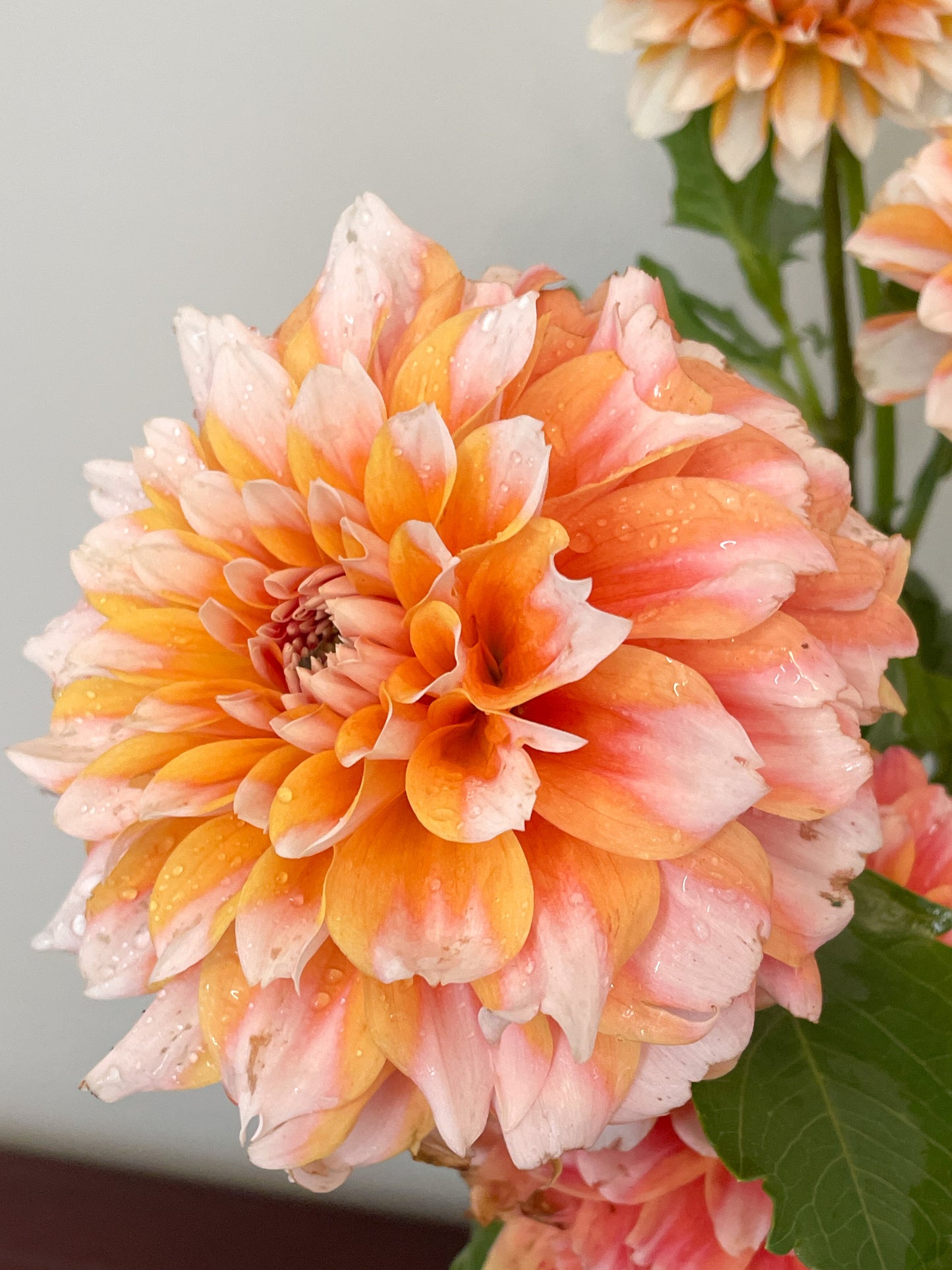 Hollyhill Orange Ice