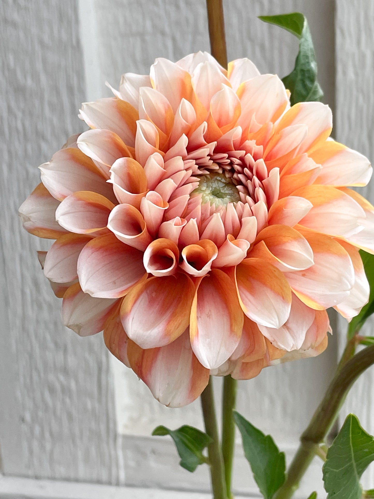 Hollyhill Orange Ice