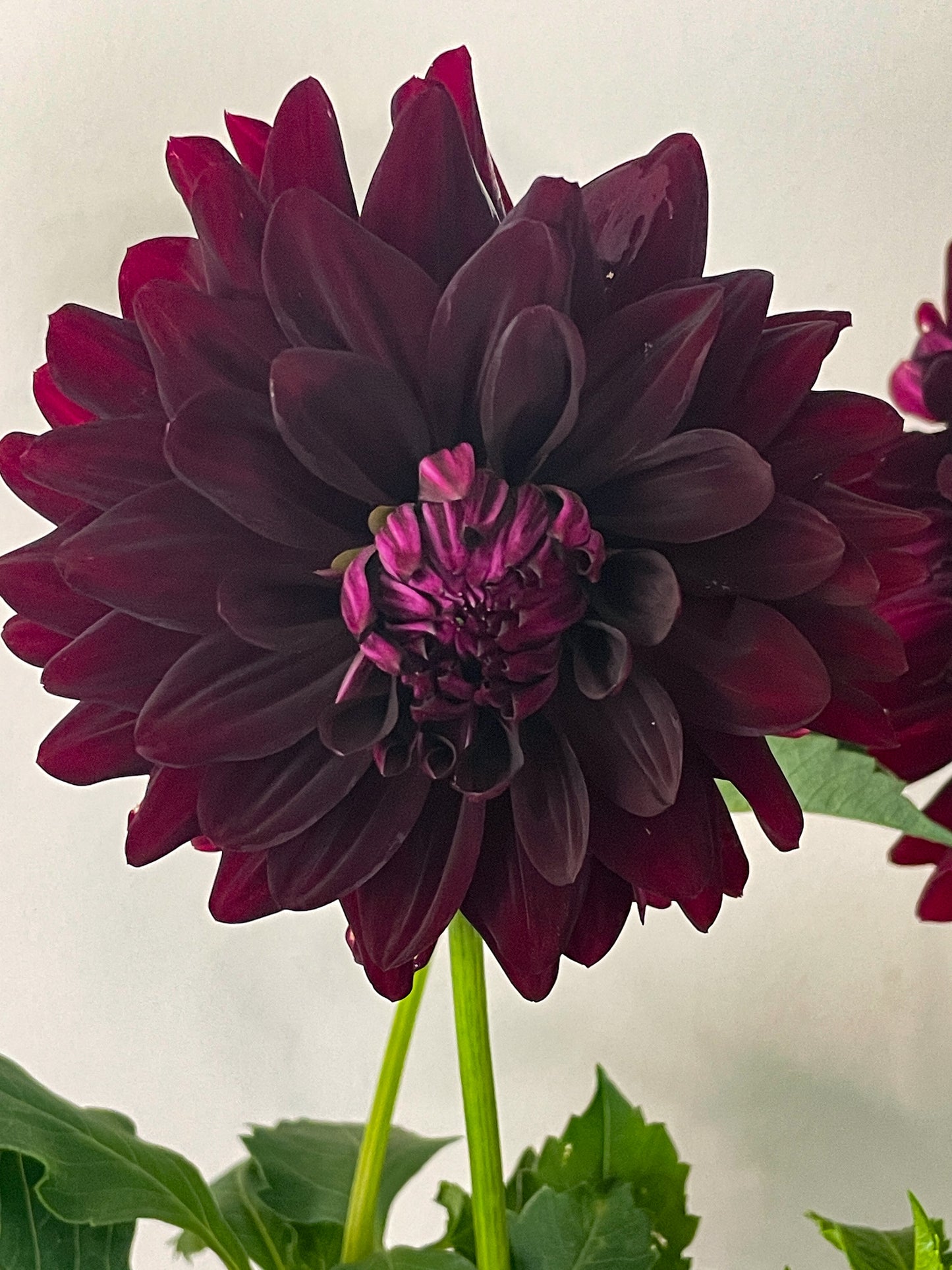 Hollyhill Black Beauty