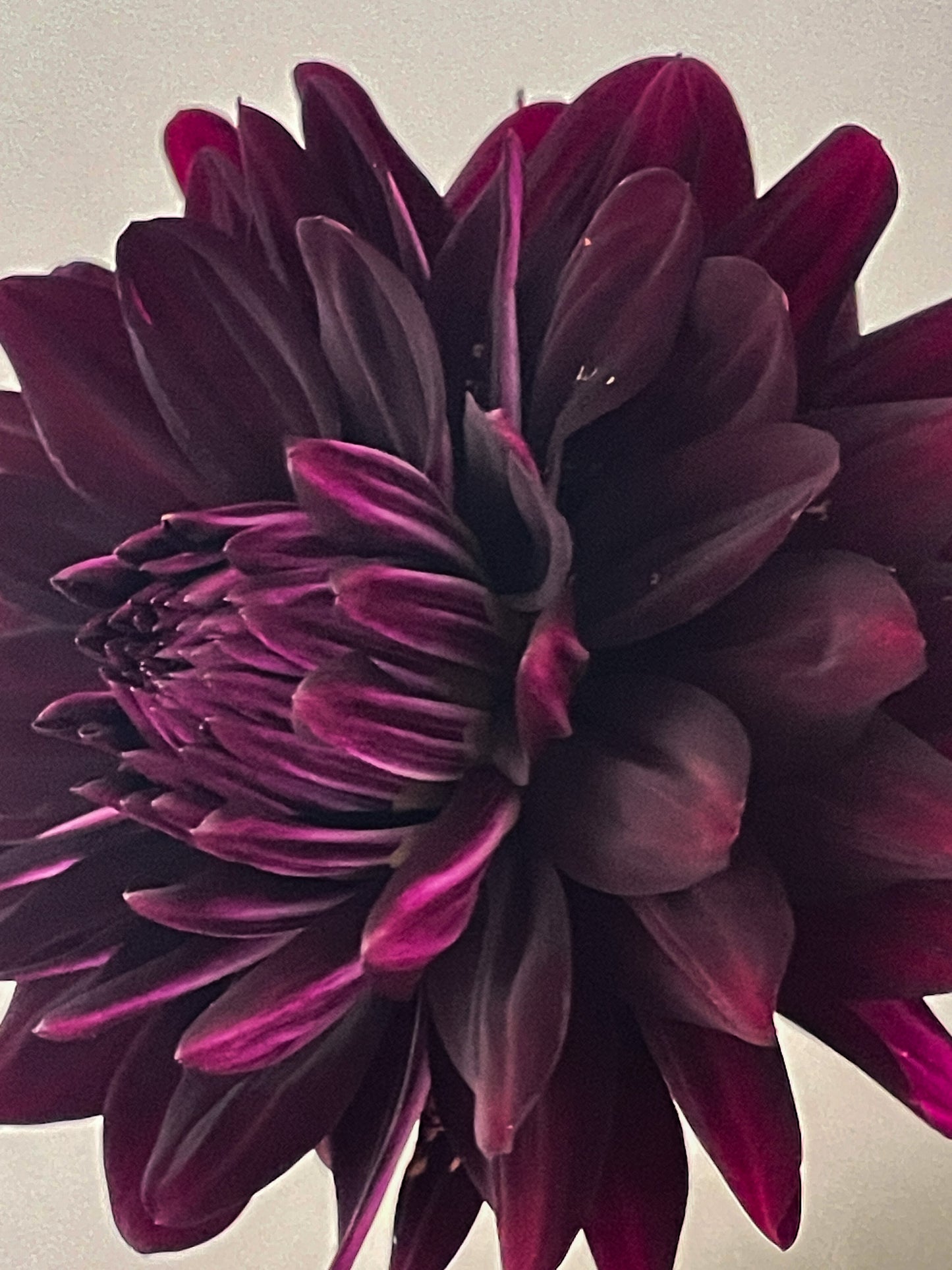 Hollyhill Black Beauty