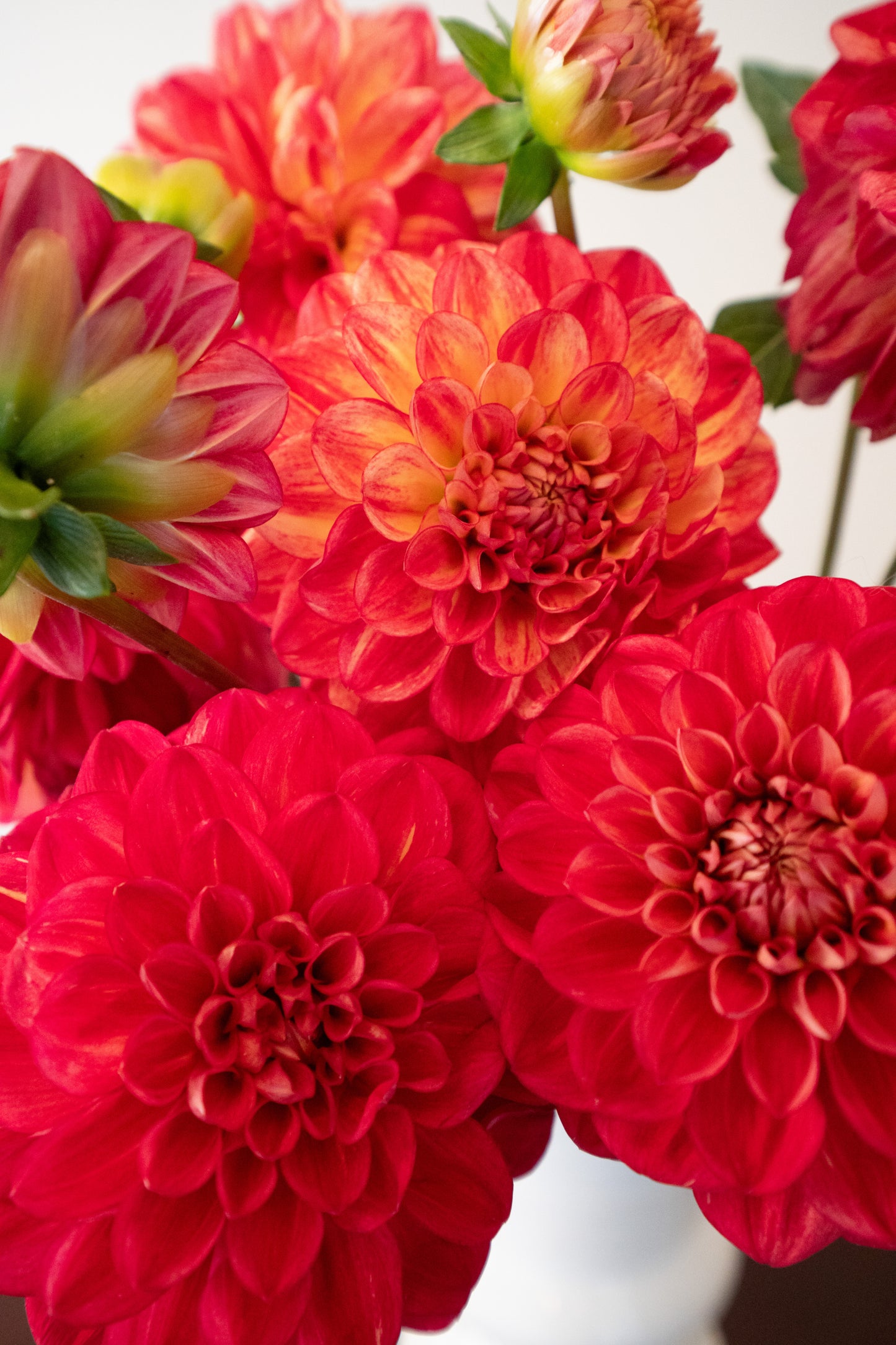 Unknown Red Dahlia
