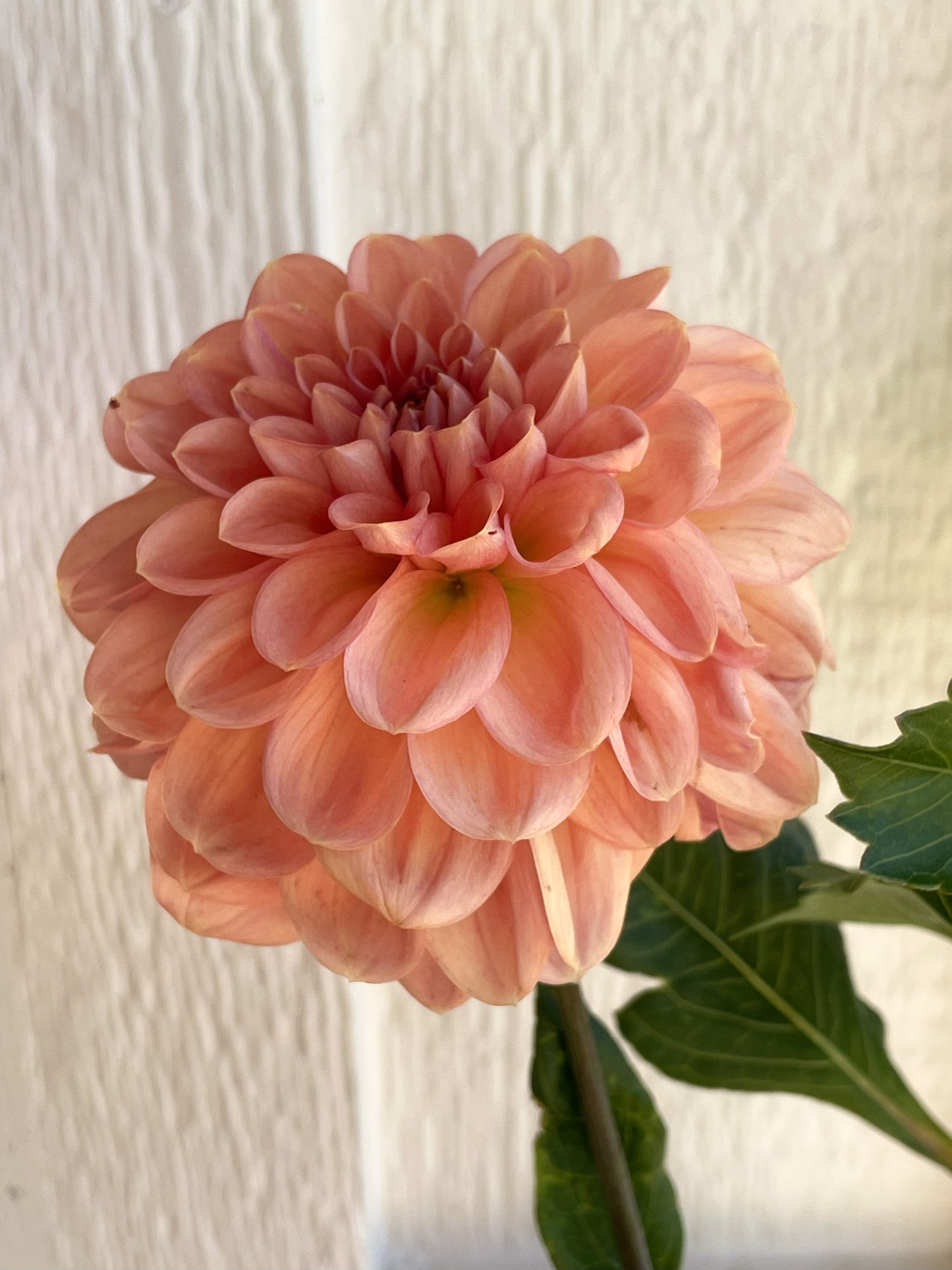 Lark's Ebbe