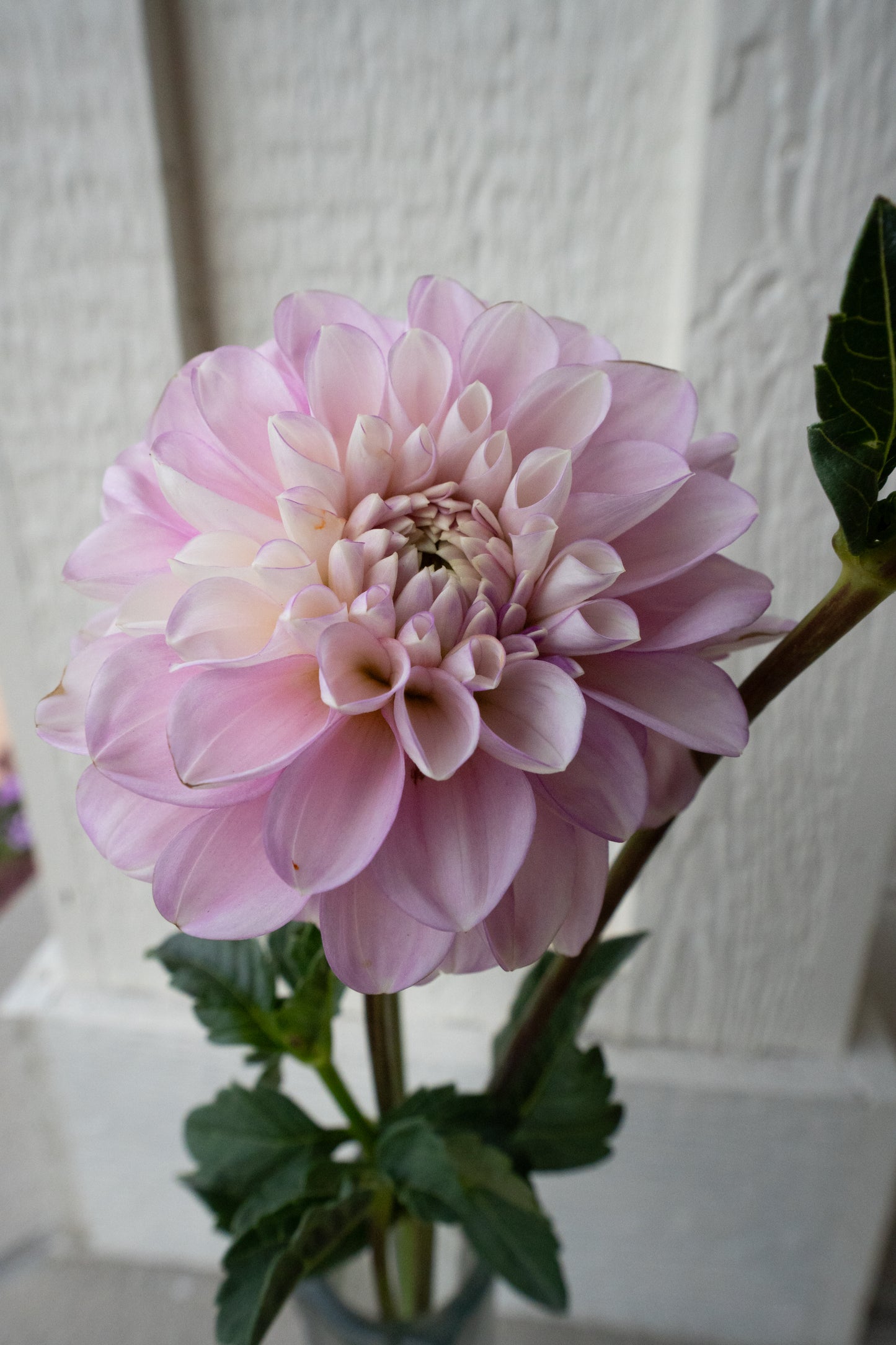 Marionberry Milkshake - Bulk - 5 Tubers