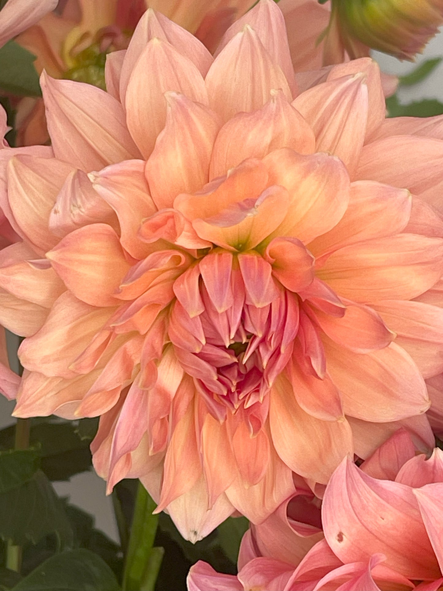 Peach Bud