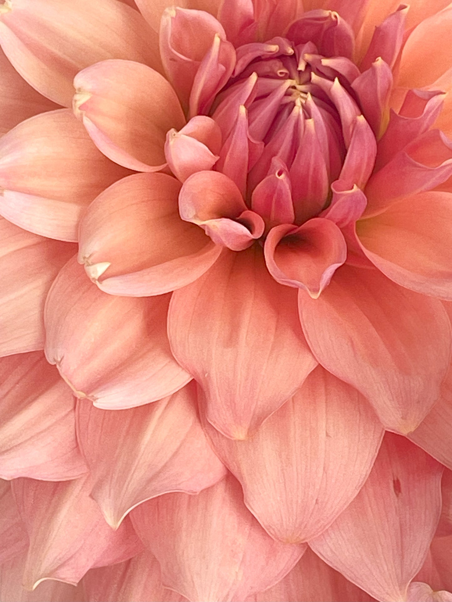Peach Bud