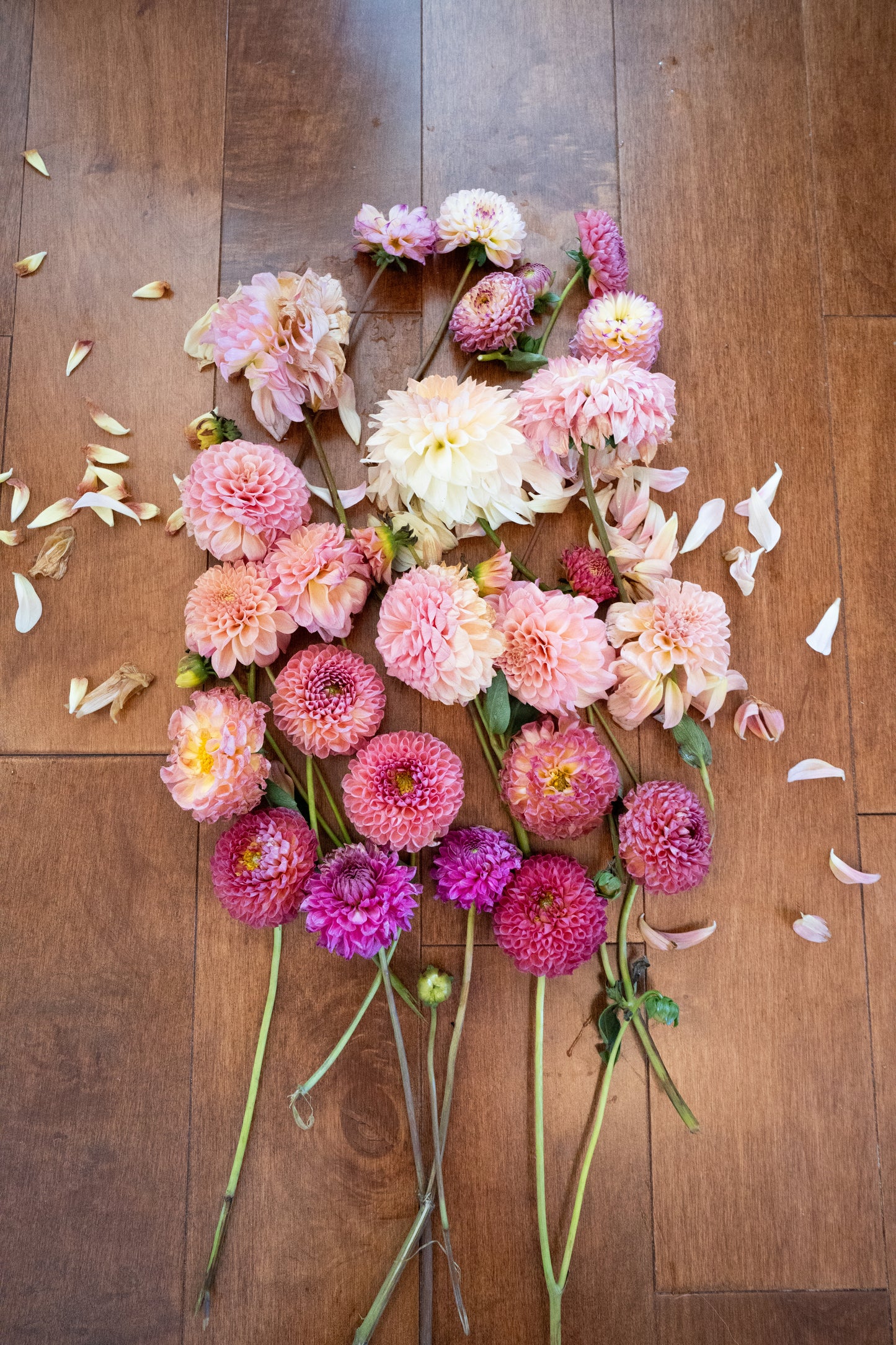 Mystery Tubers - Bulk - 5 Tubers