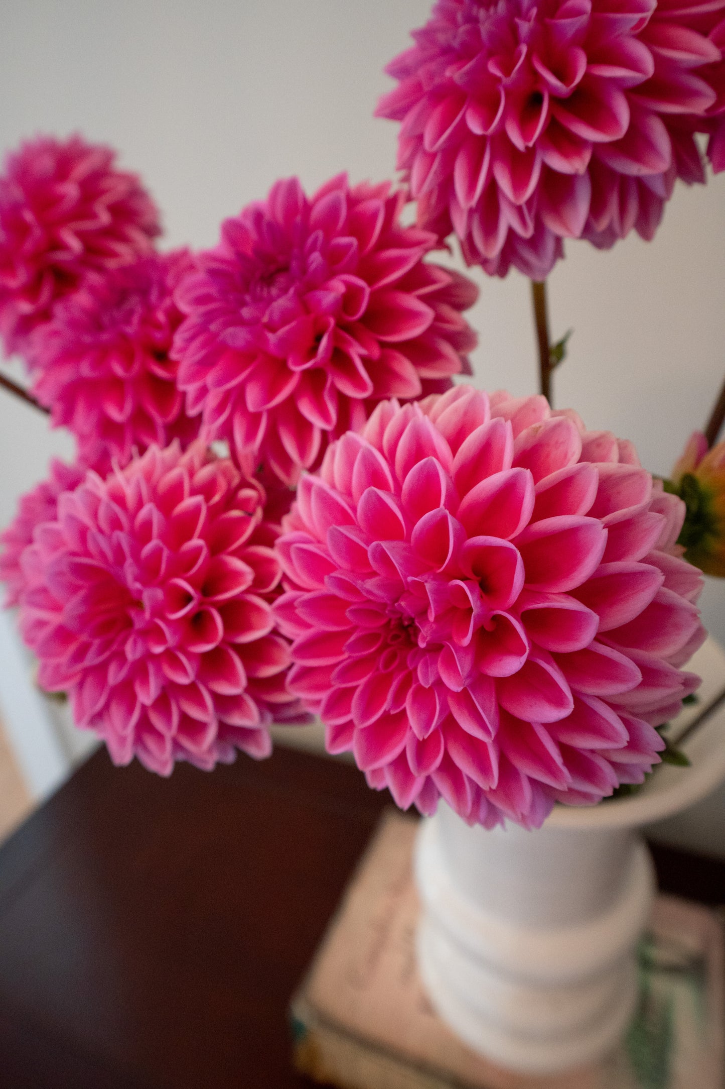 Pink Sylvia