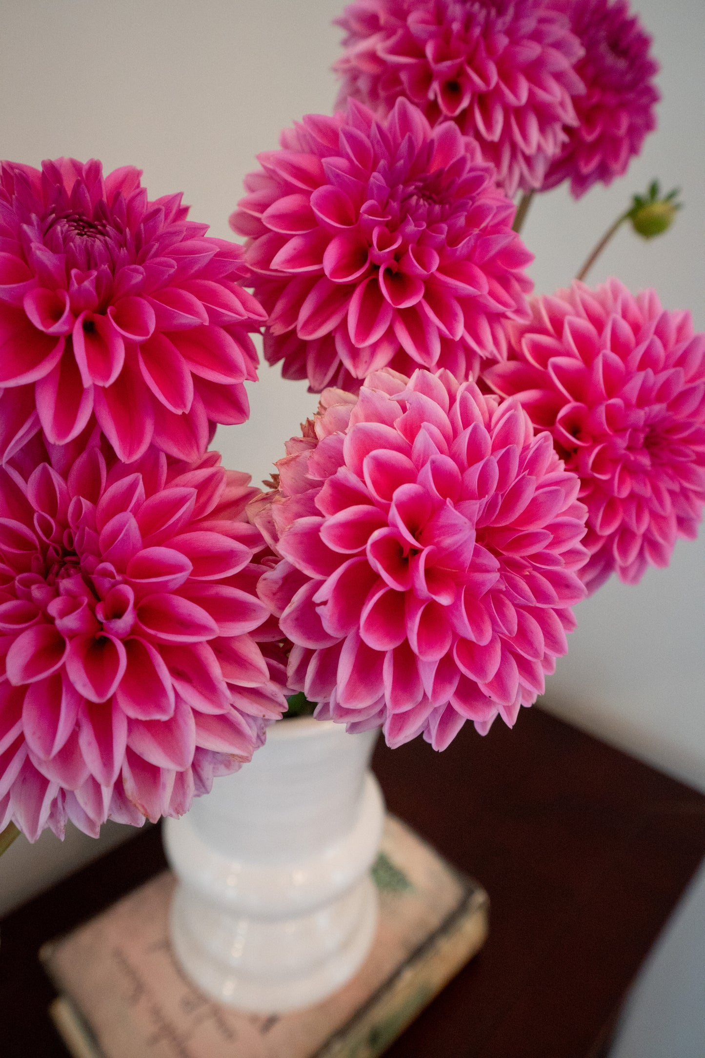 Pink Sylvia