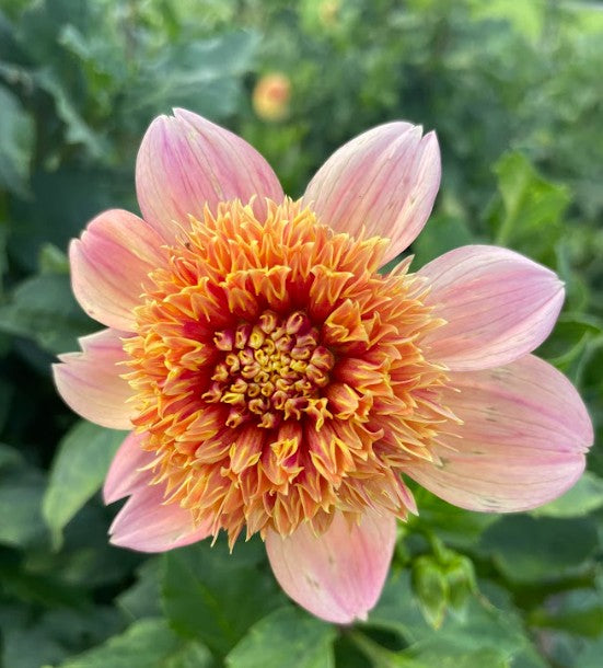 Sandia Brocade - Bulk - 5 Tubers