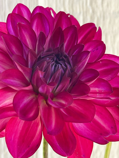 Fabulous