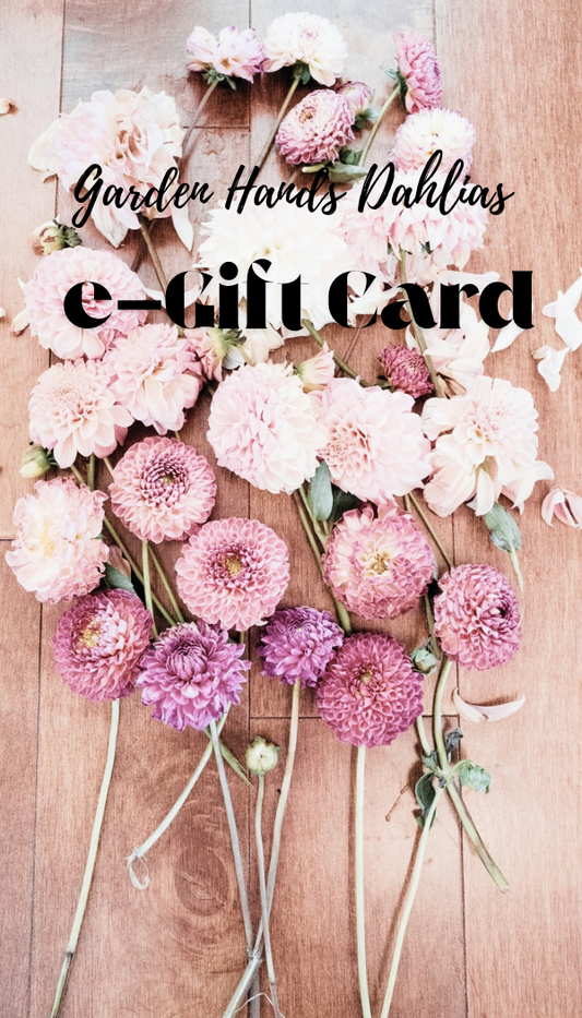 Garden Hands Dahlias e-Gift Card