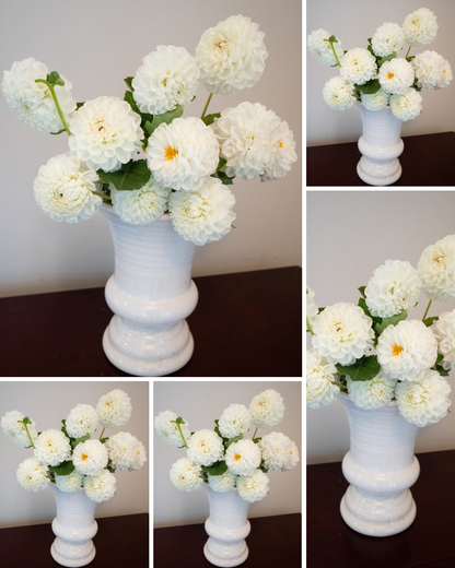 Orsett Beauty - Bulk - 5 Tubers