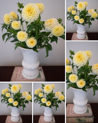 Creamy - Bulk - 5 Tubers