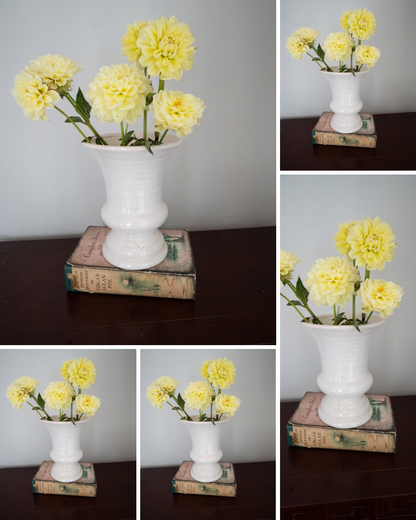 Sun Kissed - Bulk - 5 Tubers