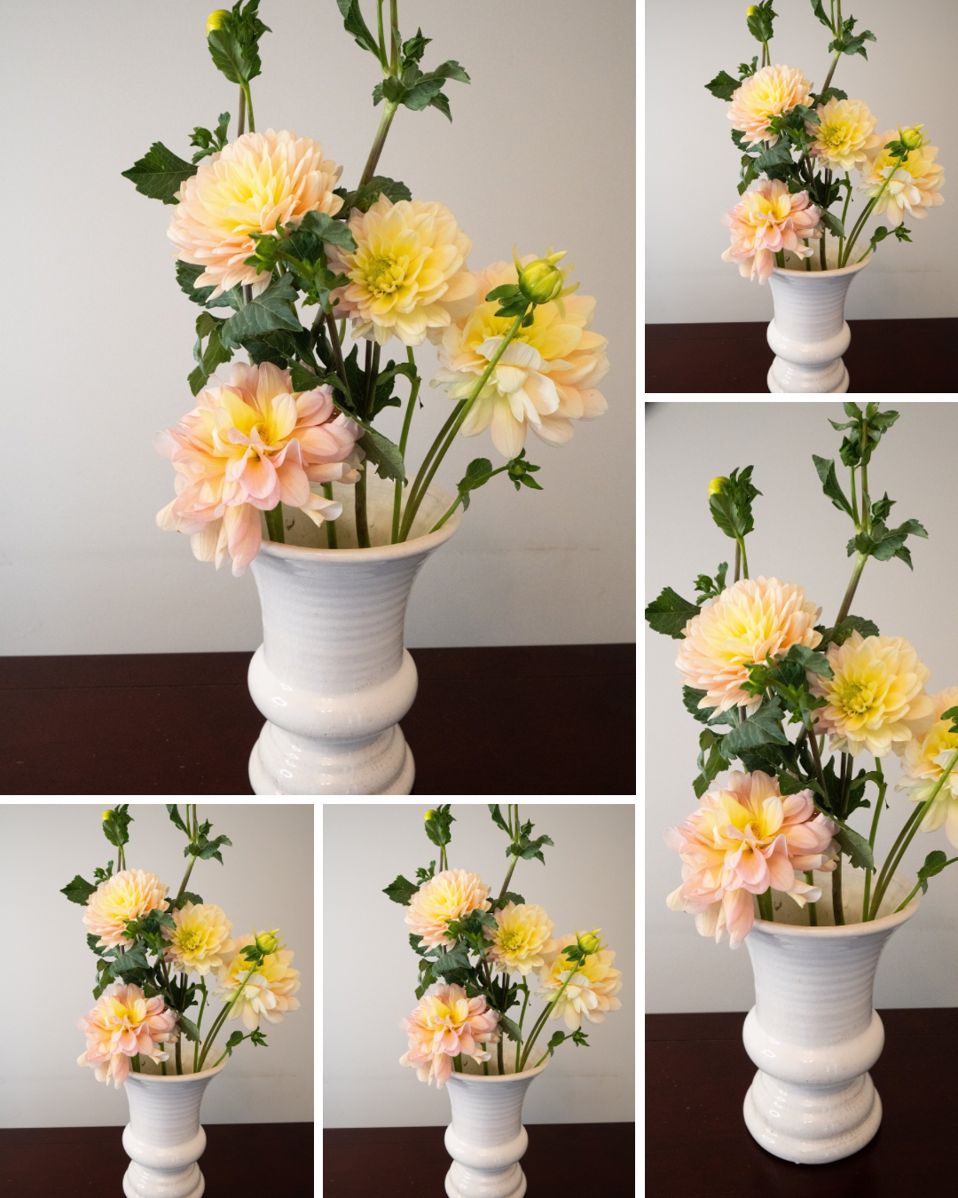 Day Dreamer - Bulk - 5 Tubers