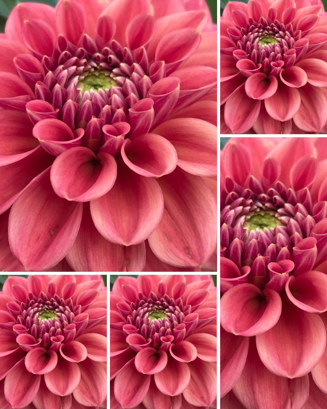 Ice Tea - Bulk - 5 Tubers