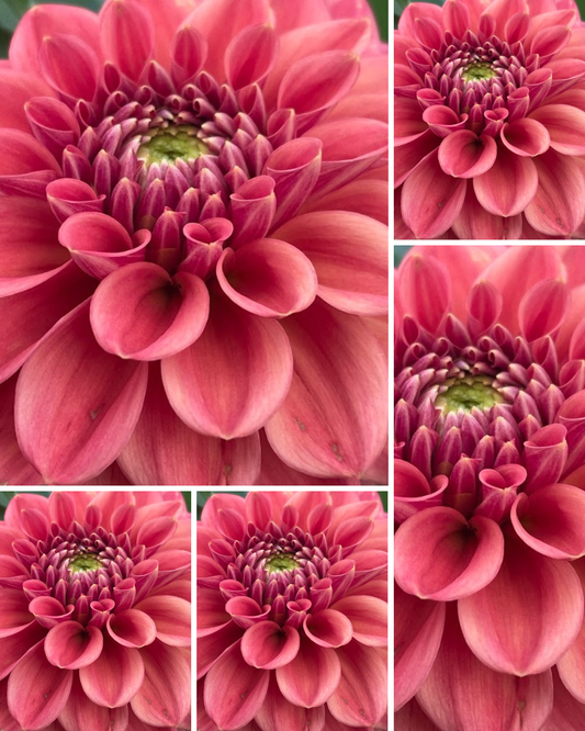 Ice Tea - Bulk - 5 Tubers