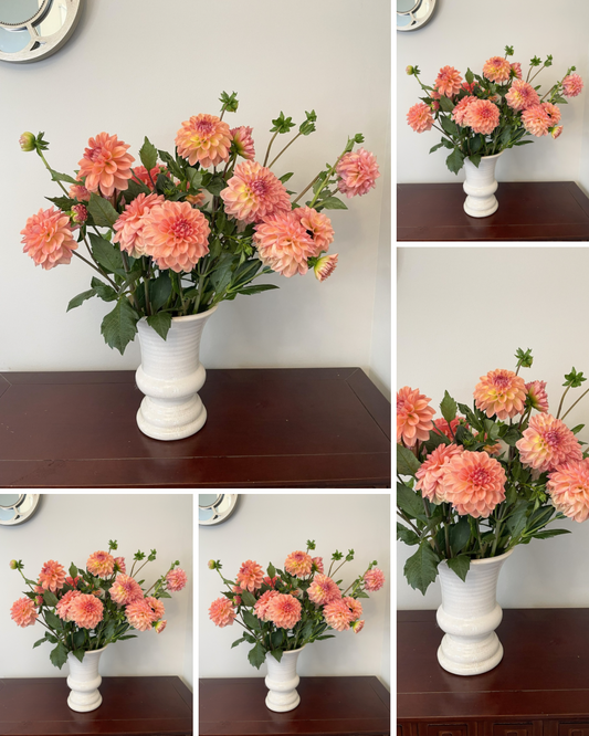 Lark's Ebbe - Bulk - 5 Tubers