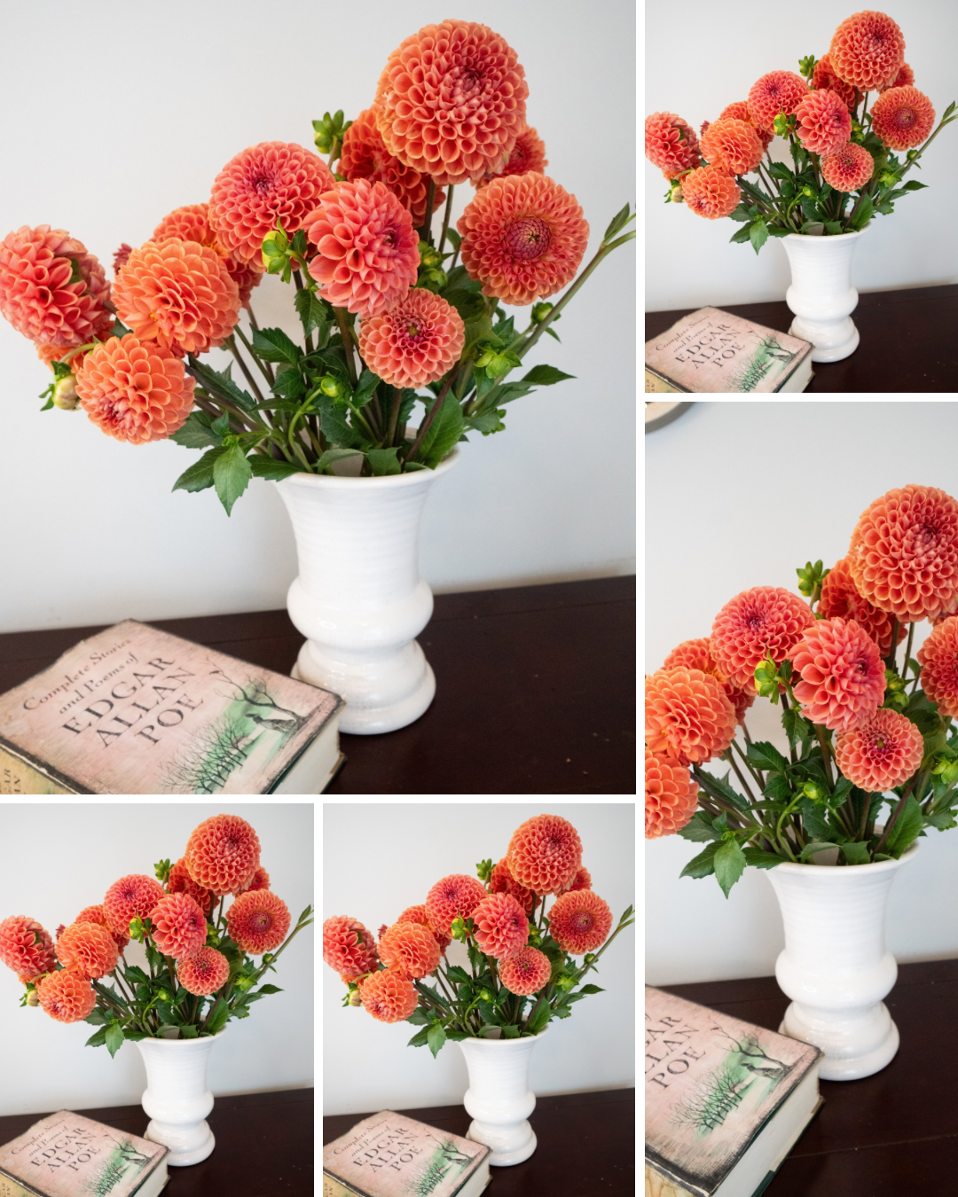 Cornel Bronze - Bulk - 5 Tubers