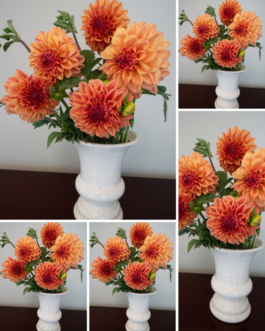 Ferncliff Copper - Bulk - 5 Tubers