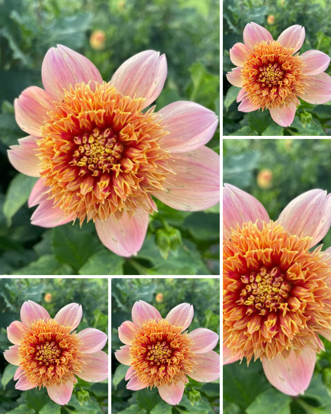 Sandia Brocade - Bulk - 5 Tubers