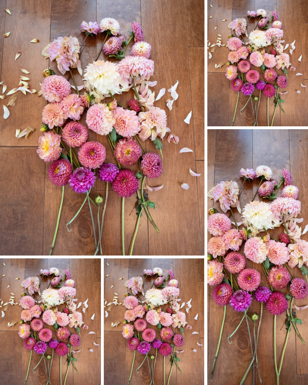 Mystery Tubers - Bulk - 5 Tubers