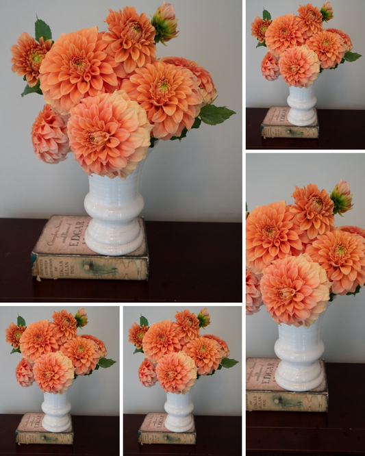 Bracken Palomino - Bulk - 5 Tubers