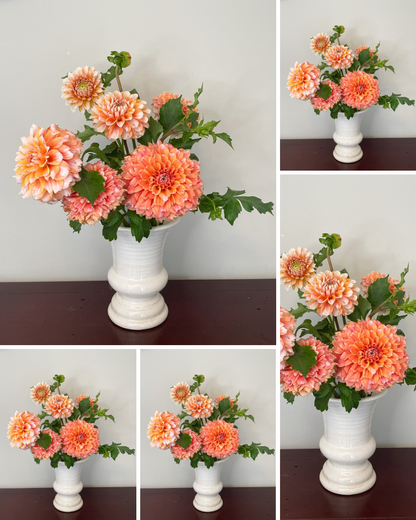 Hollyhill Orange Ice - Bulk - 5 Tubers