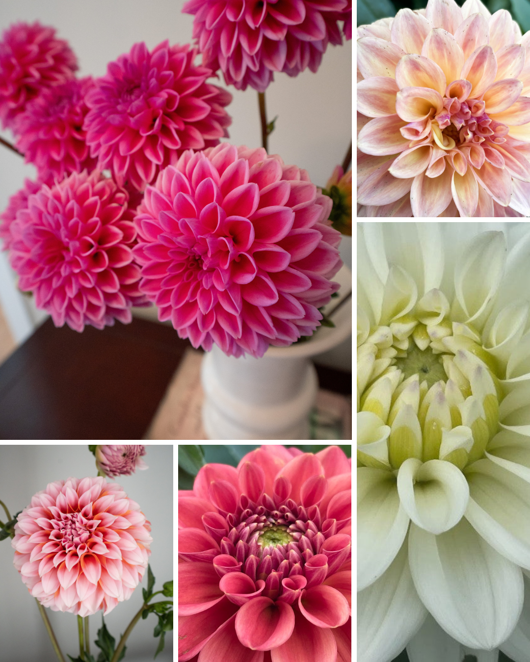 Pink Petal Power Bundle
