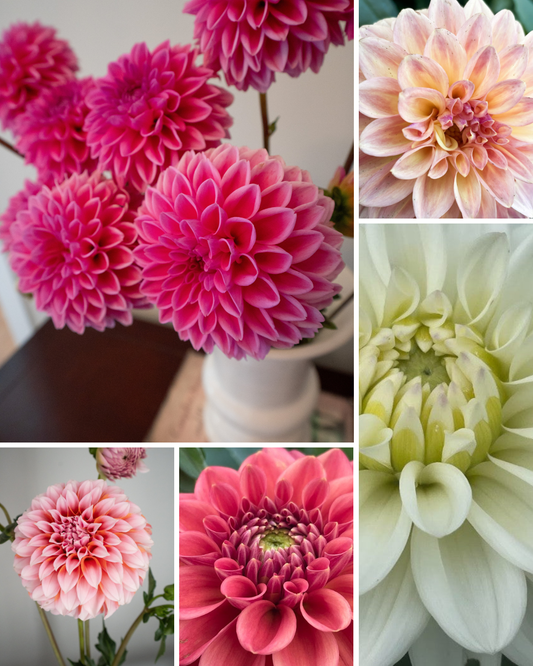 Pink Petal Power Bundle