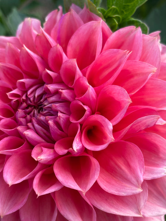 RM Pink Sugar