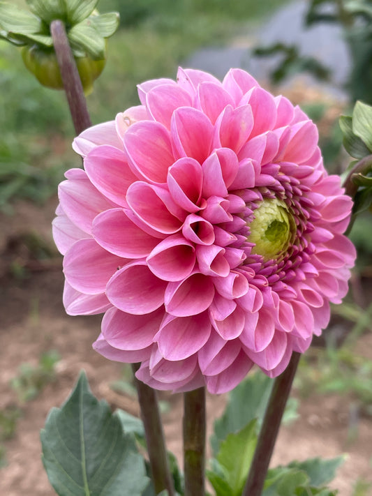 Hamari Rose