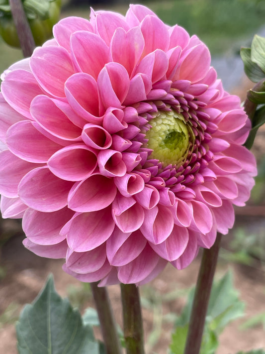 Hamari Rose