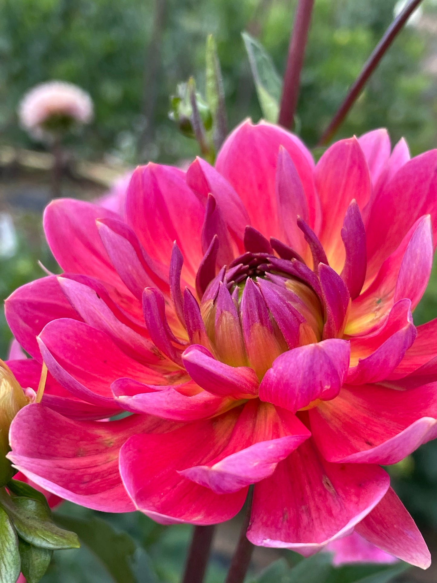 Hollyhill Daydream