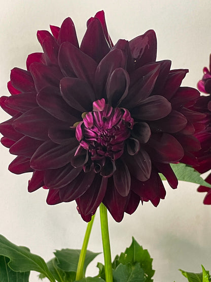 Hollyhill Black Beauty