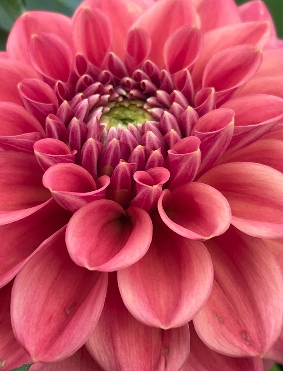 Ice Tea - Bulk - 5 Tubers