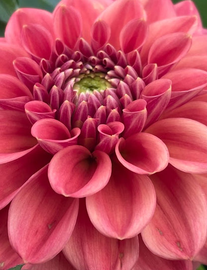 Ice Tea - Bulk - 5 Tubers