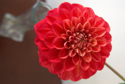 Unknown Red Dahlia