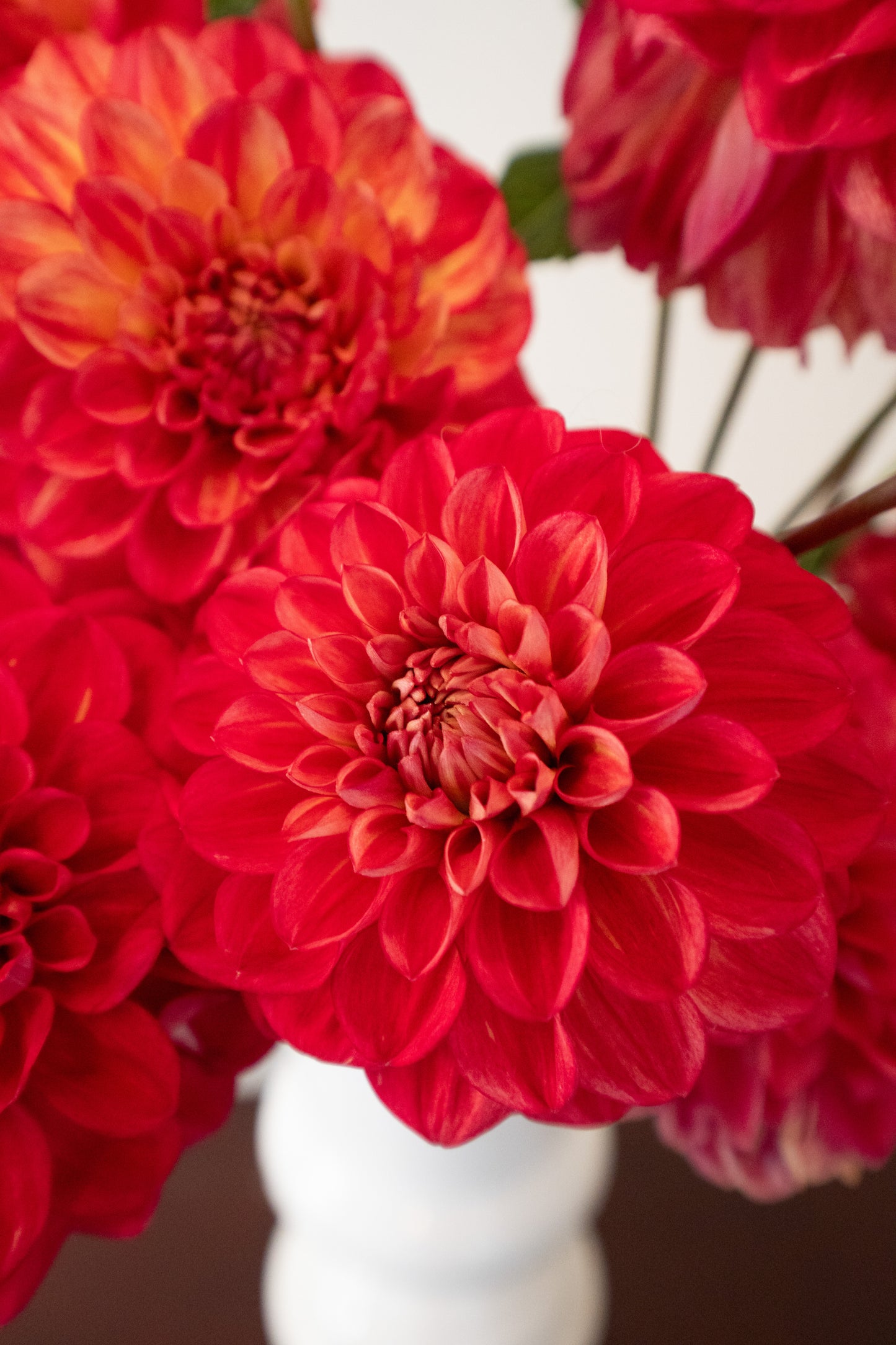 Unknown Red Dahlia